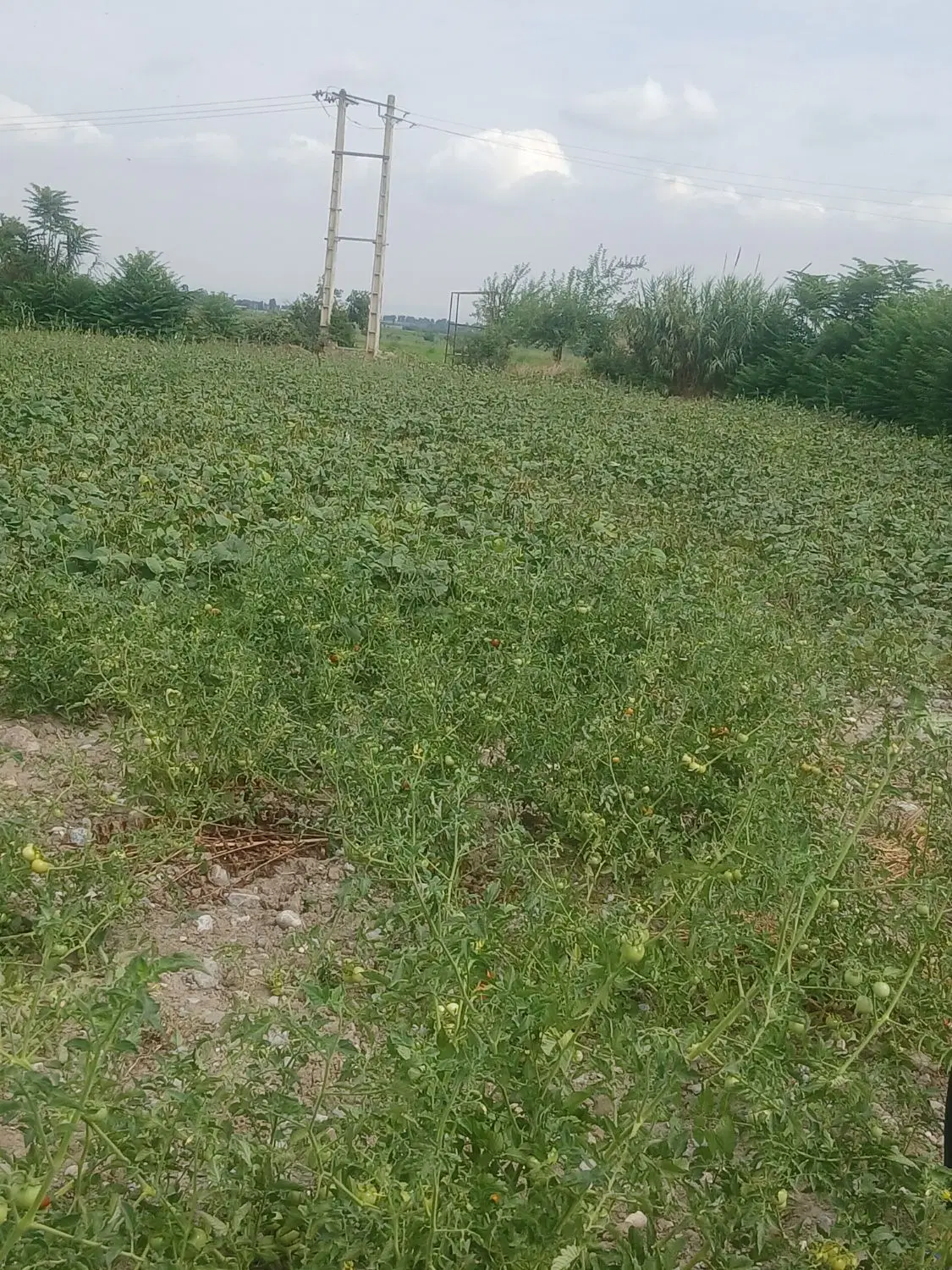 زمین برای فروش به متراژ ۳۰۰۰ متر می‌رسد