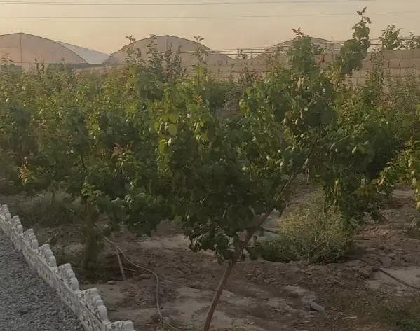 چهار دیواری 800متری فیلستان