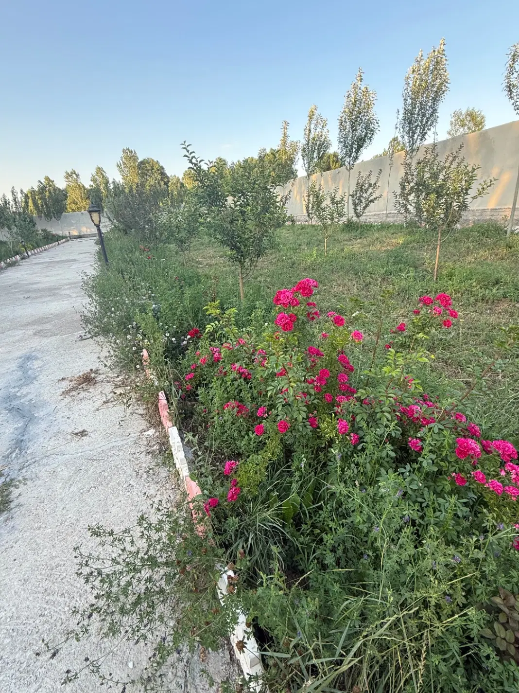 واحد لوکس اول عباسی _ ششگلان