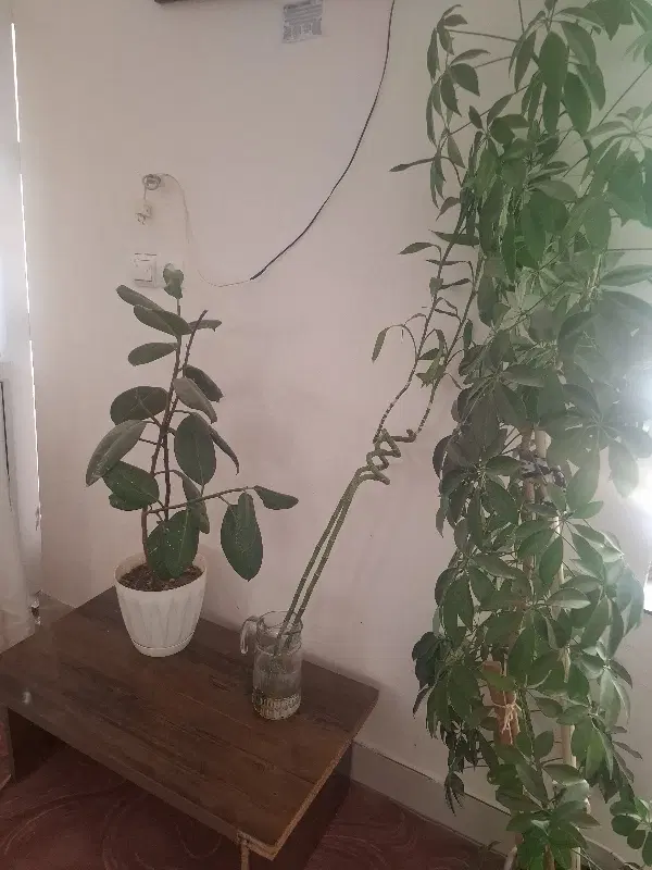 خانه اجاره ای