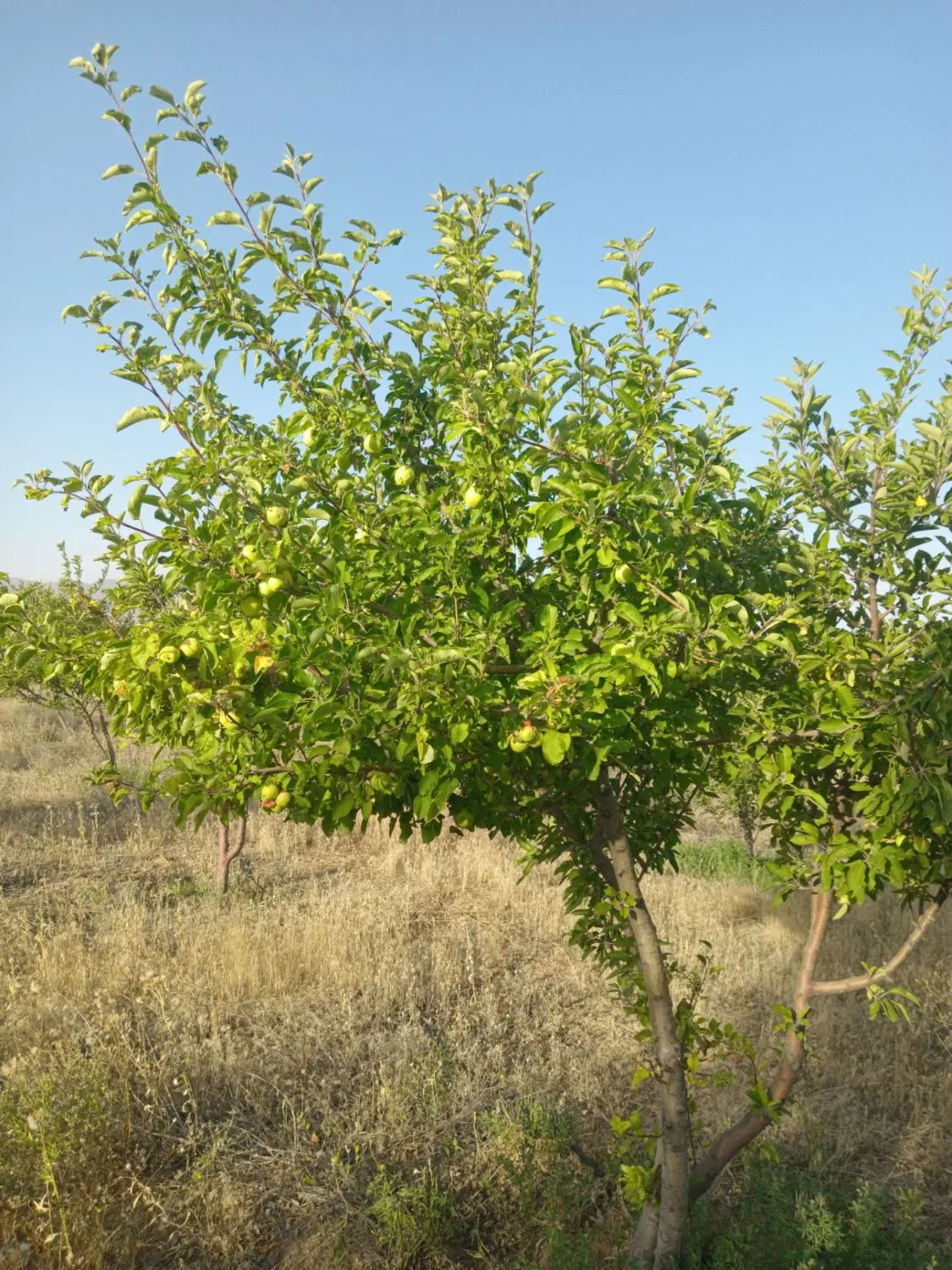باغ مینودشت