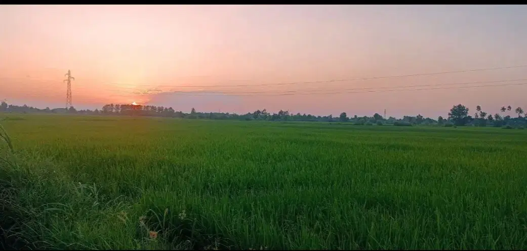شالیزار