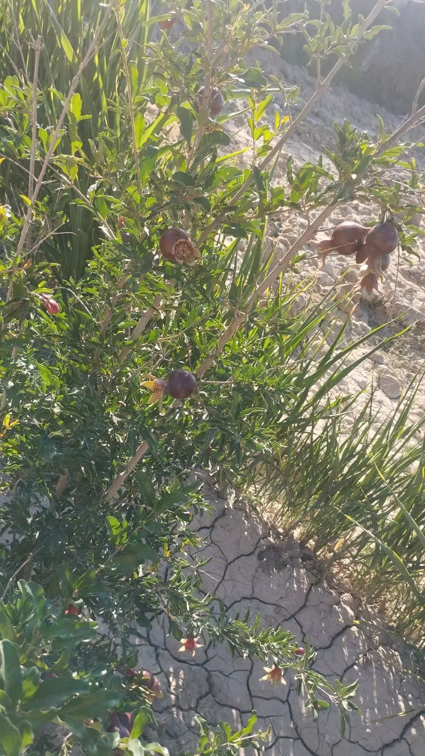 زمین واقع درترشنبه