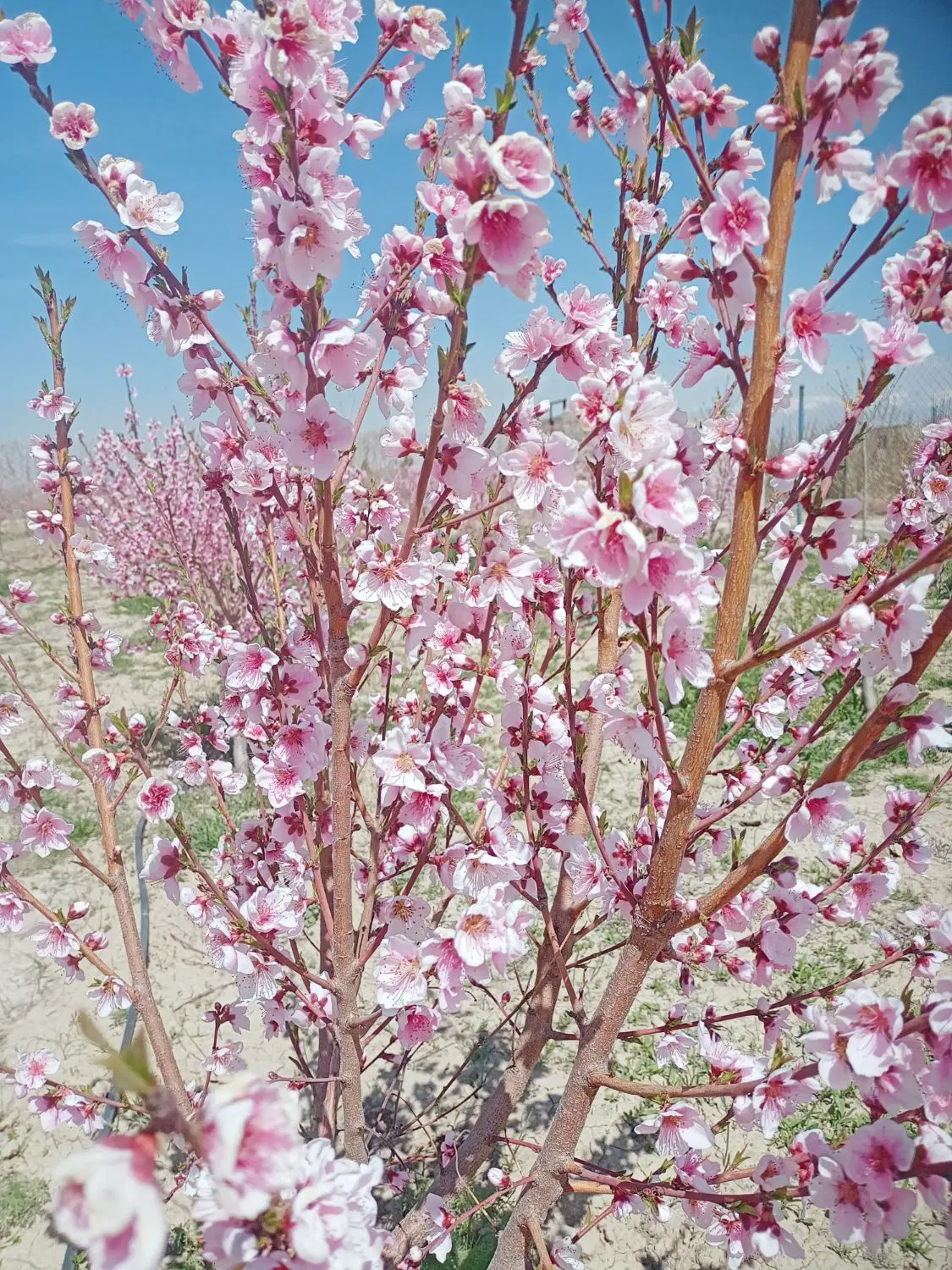 باغ میوه مُثمر