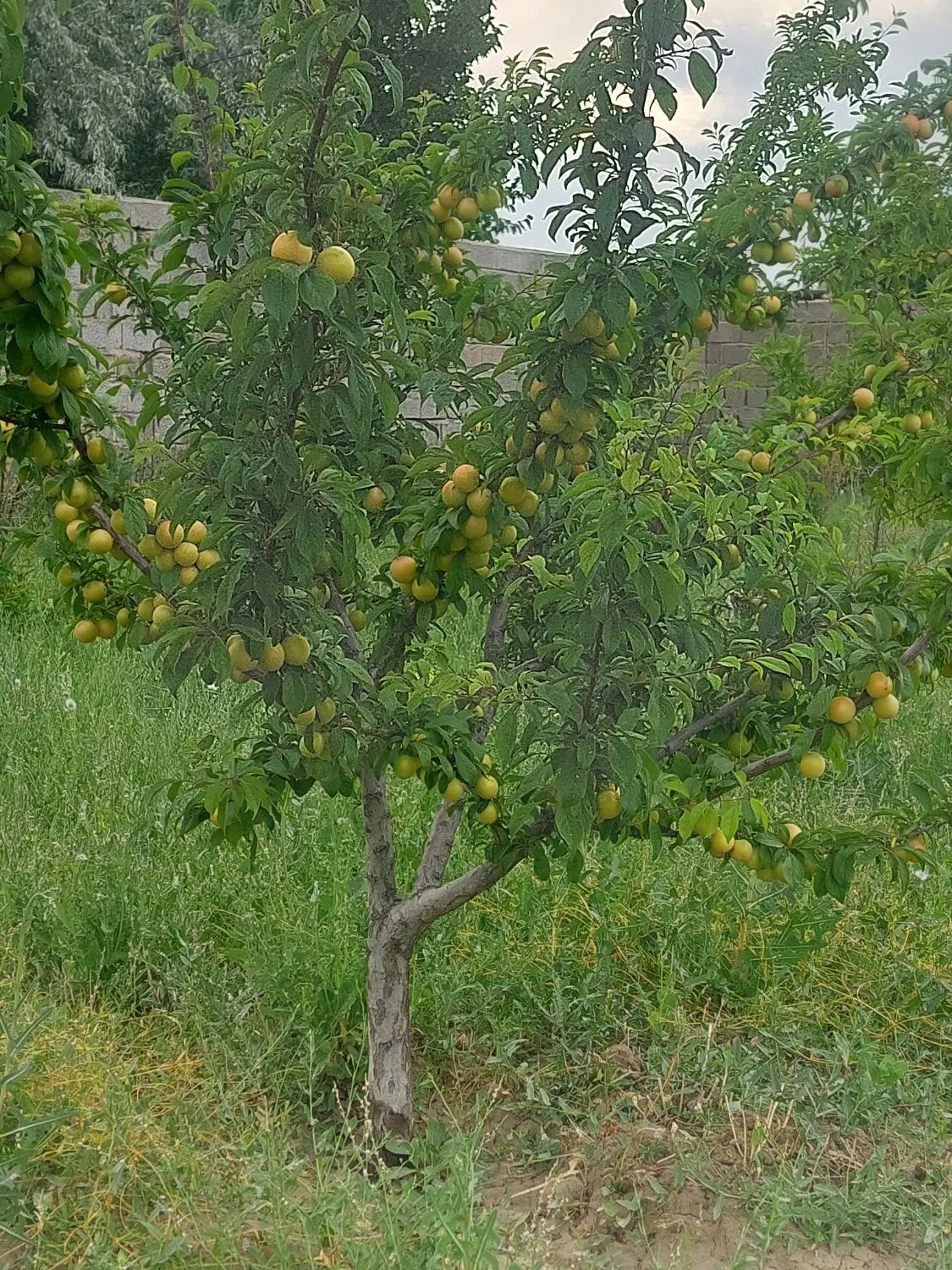 باغ درباغ معروف تبریز زمینهای شیخ حسن