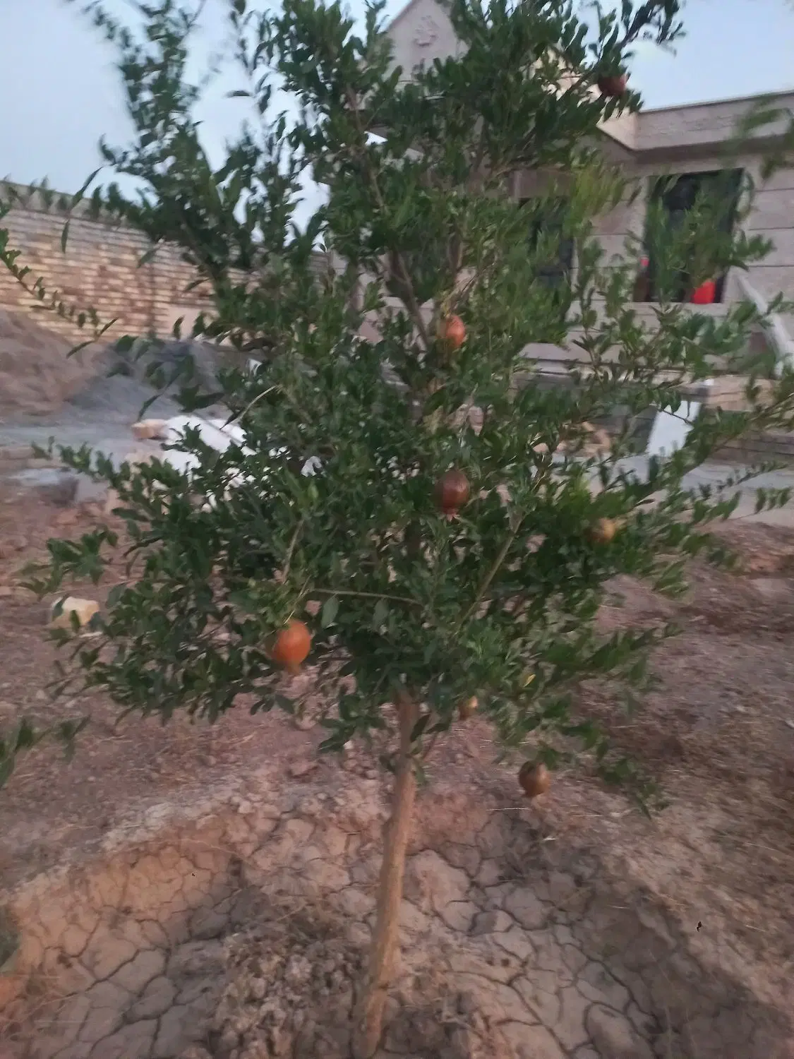 باغ ویلا