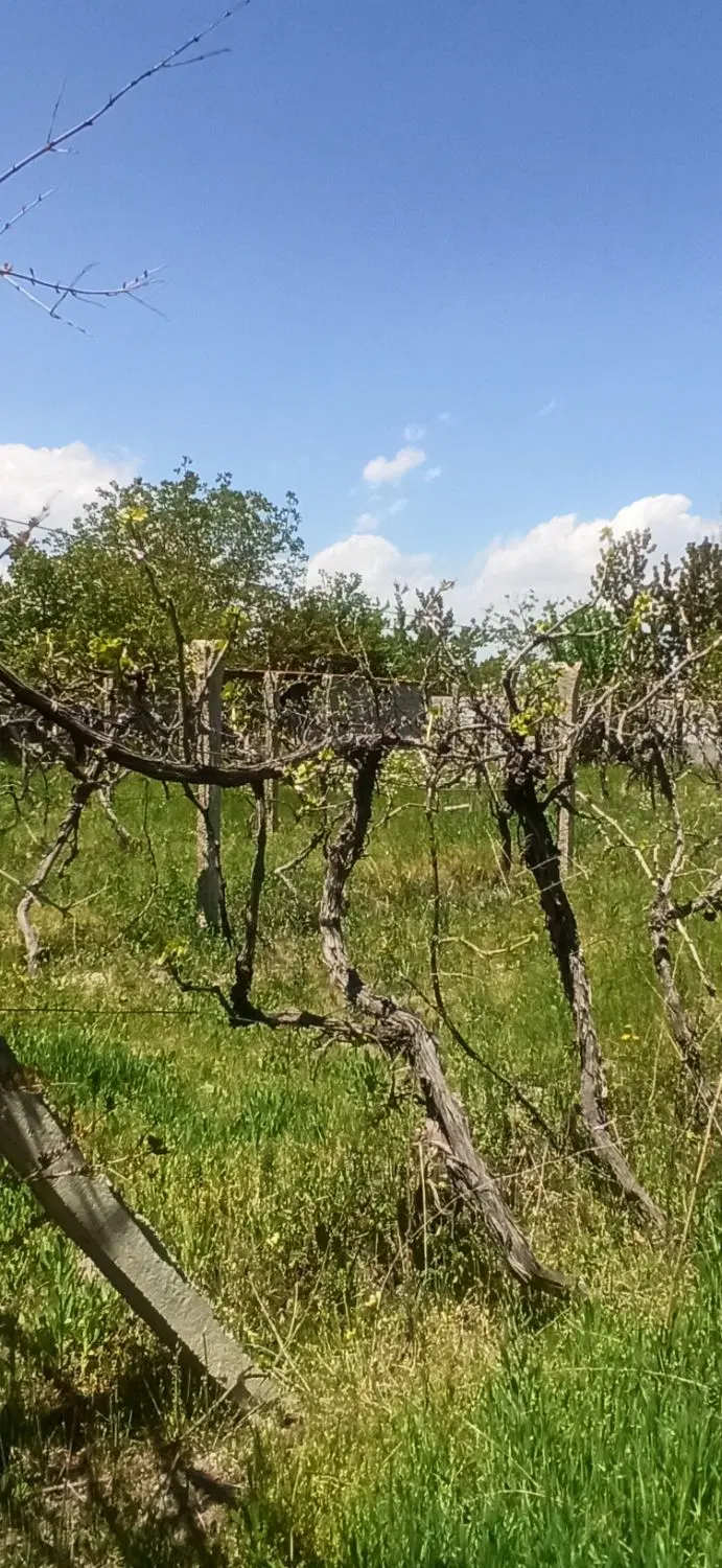 ایدنلو باغلاریولی روستای ایدنلو جاده امامزاده