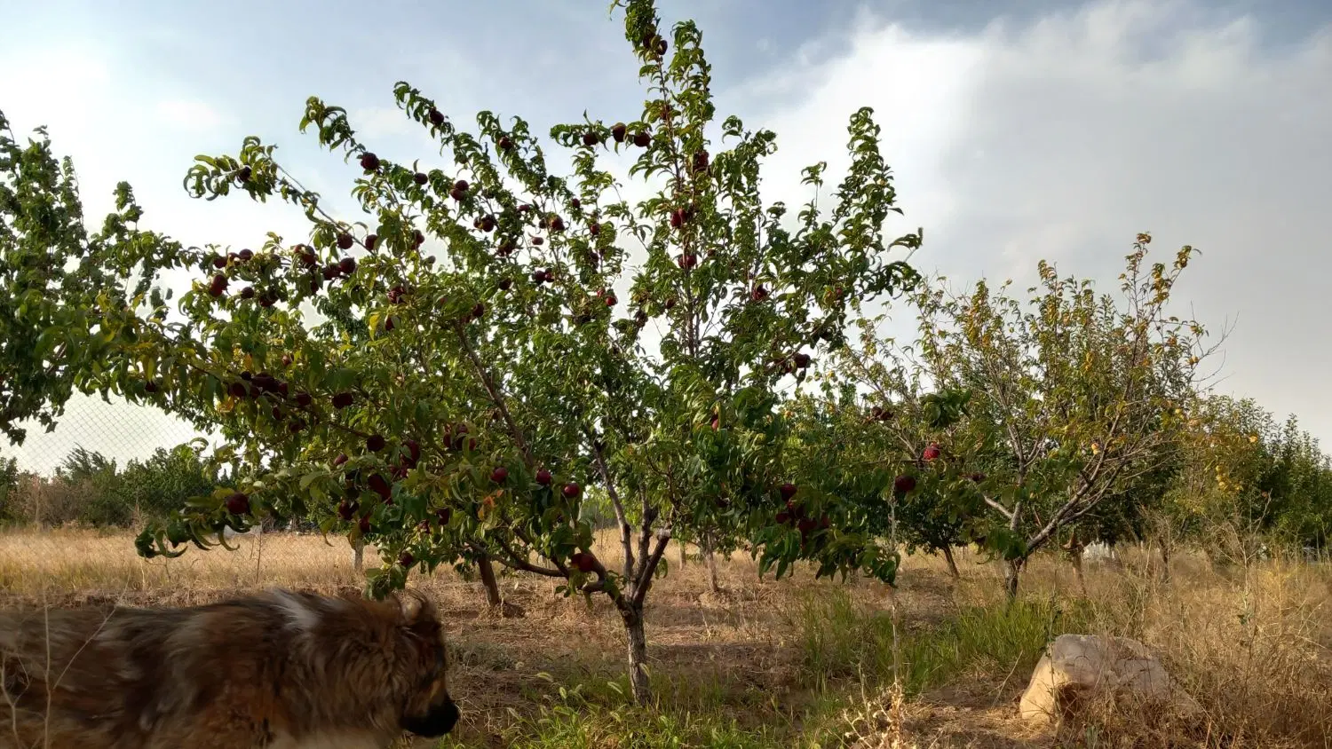 باغ ۶ کیلومتری زنجان