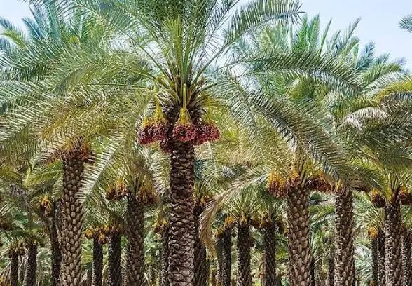 زمین نخلستان (باغ)