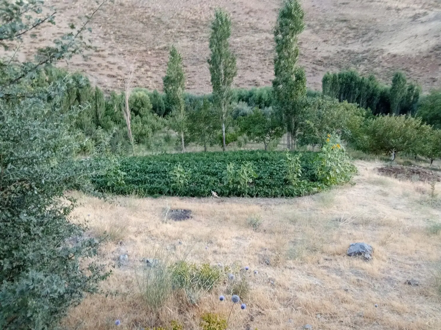زمین کشاورزی