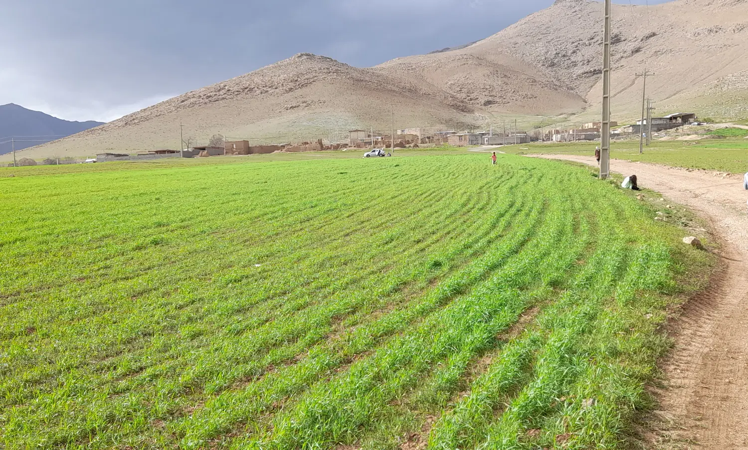 زمین مسکونی روستای زرده