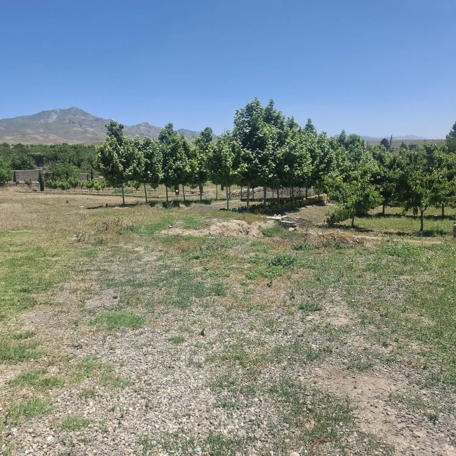 زمین مسکونی یانس آباد