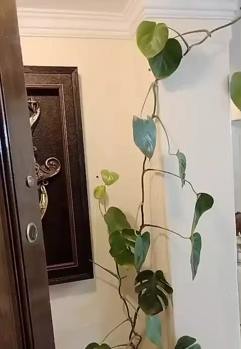 ۹۰ متری جنت اباد جنوبی
