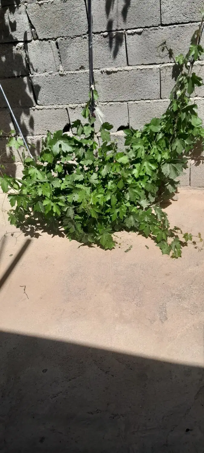 یک دست خانه سویتی باحیاط
