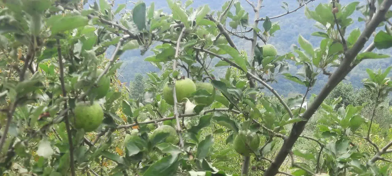 فروش باغ گلابی ومیوه های تابستانی