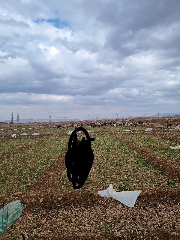 اجاره ۱۰ هکتار زمین کشاوزی
