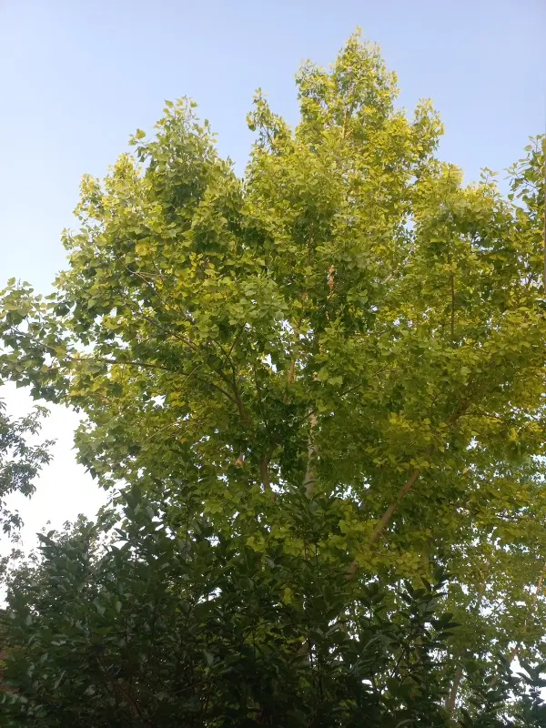 اجاره روزانه باغ مهریز