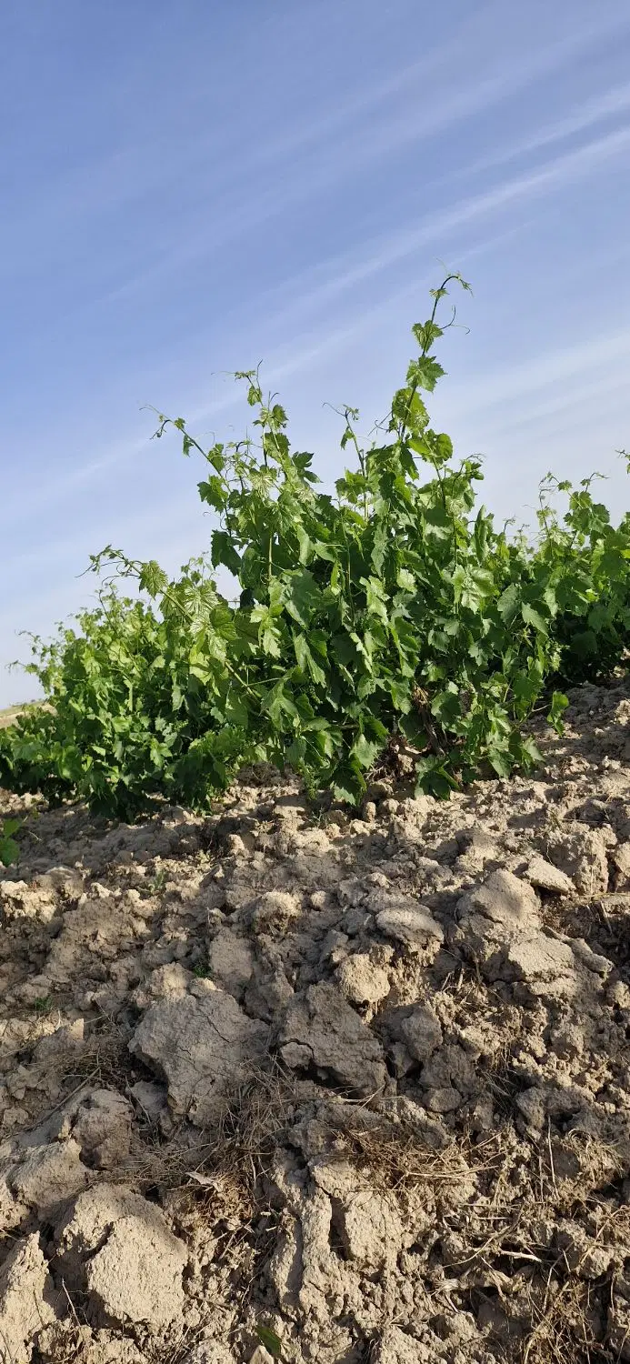 ۱۰۰۰متر باغ انگور واقع در روستایی علی آباد