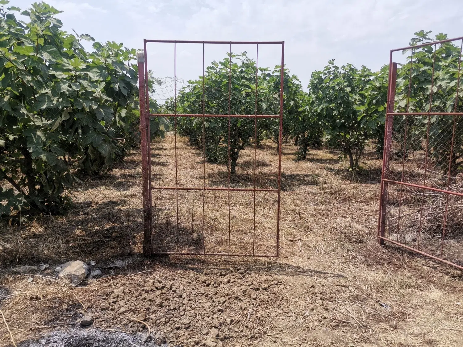 باغ انجیر سعدآباد