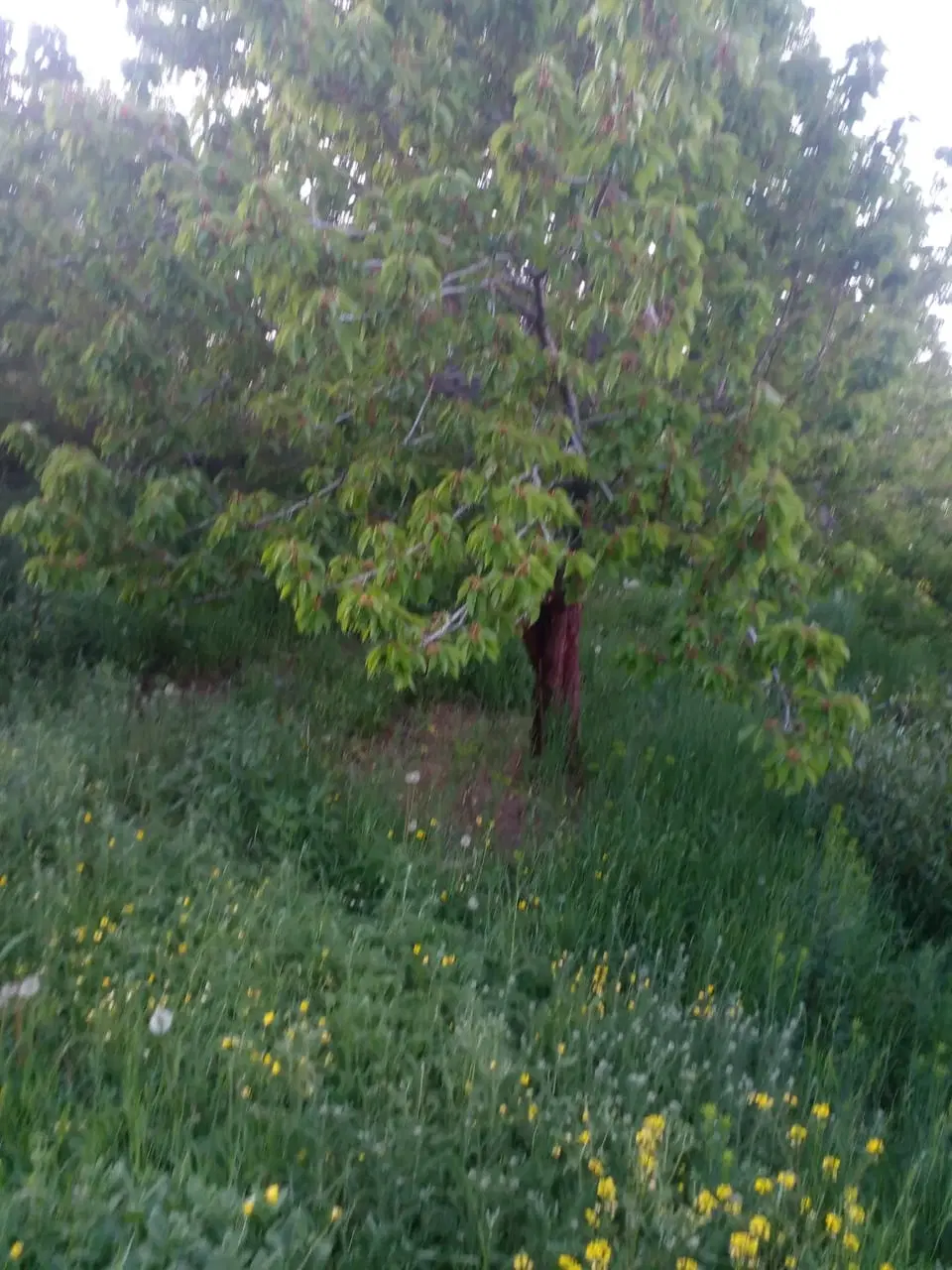فروش زمین باغی