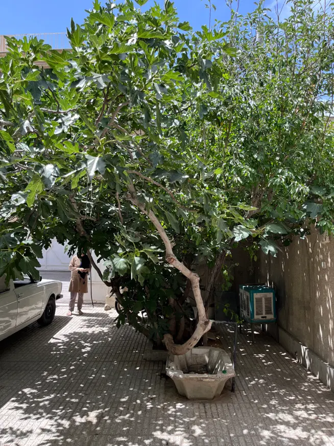اجاره خانه در خیابان سهروردی