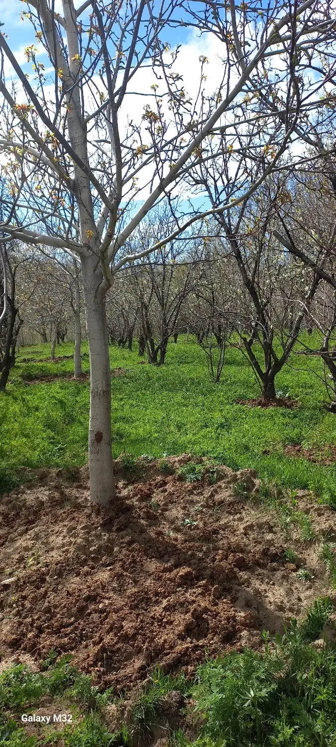 باغ وهنان سهمیه اب درختان پربار امکان ساخت