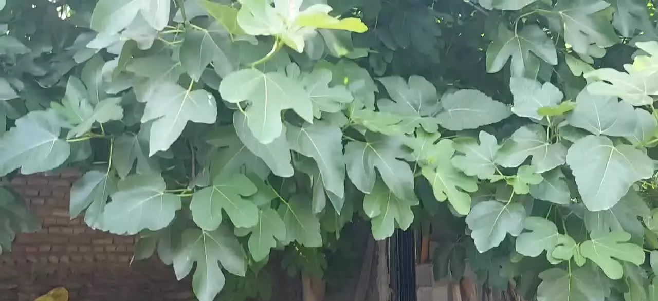 فروش خانه در گلستان