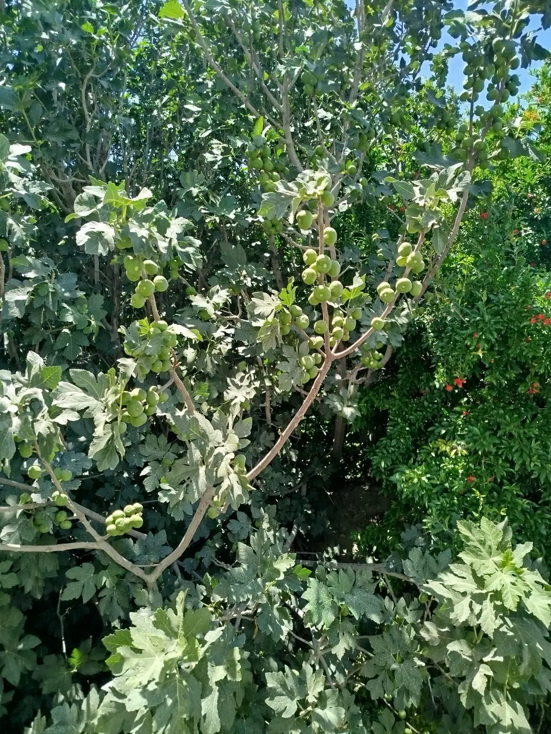 زمین کشاورزی اجاره ای