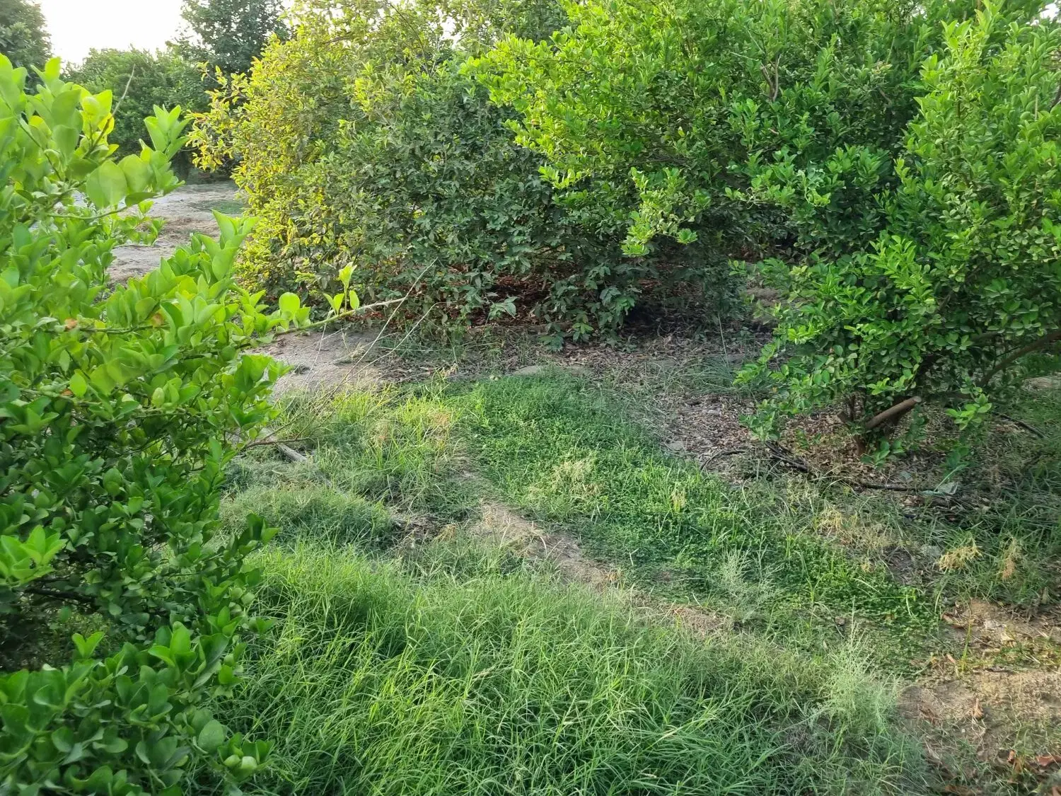 فروش باغ مرکبات و نخلستان در روستای کلیبی میناب