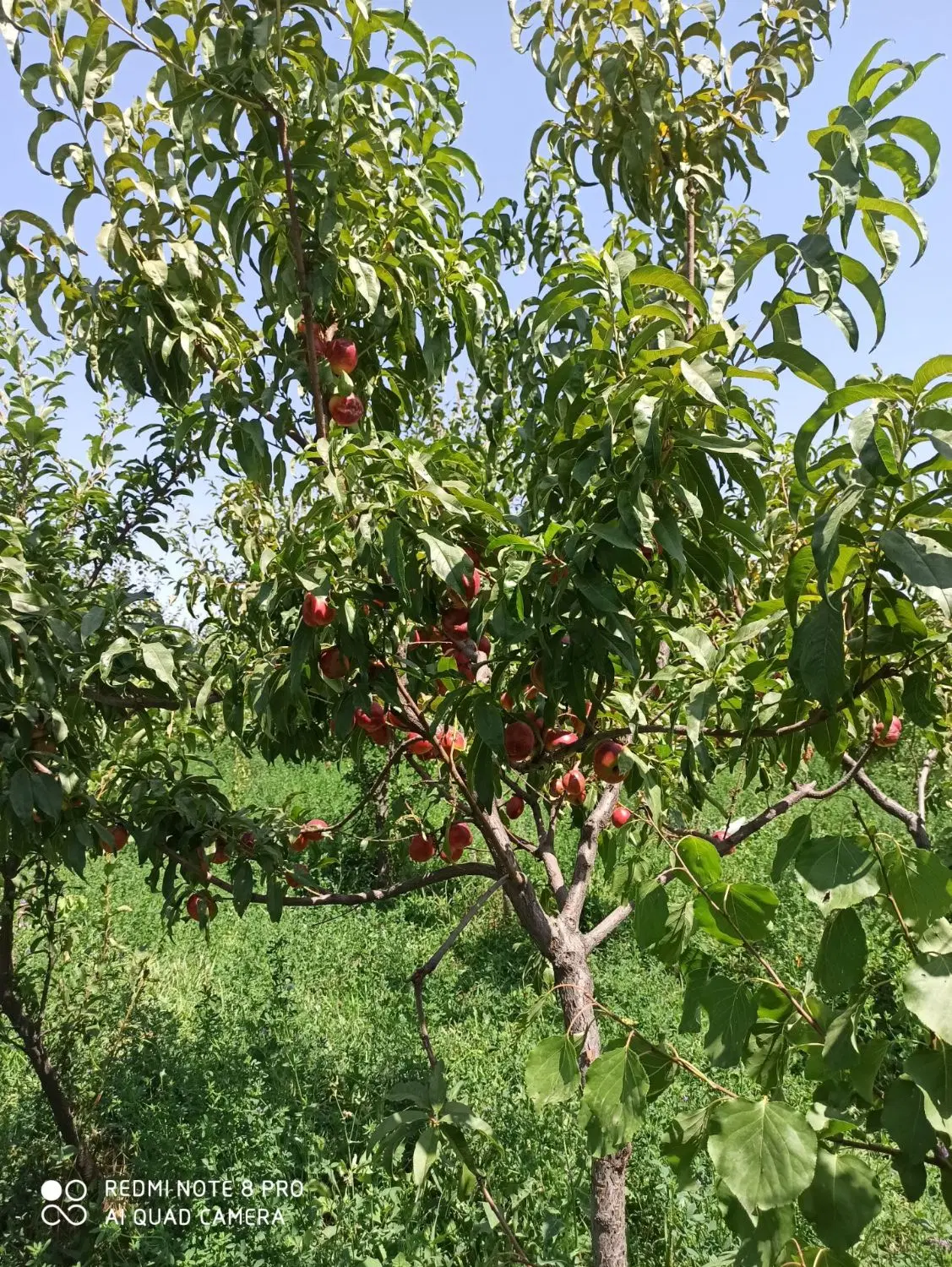 باغ با درختان شلیل و زرد آلو و آلو 5 ساله