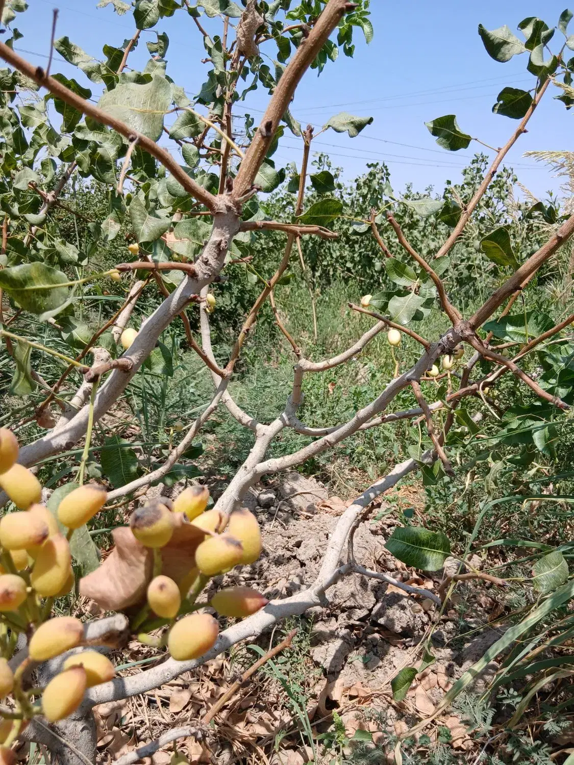 باغ ، با سندشیش دانگ.شرایطی