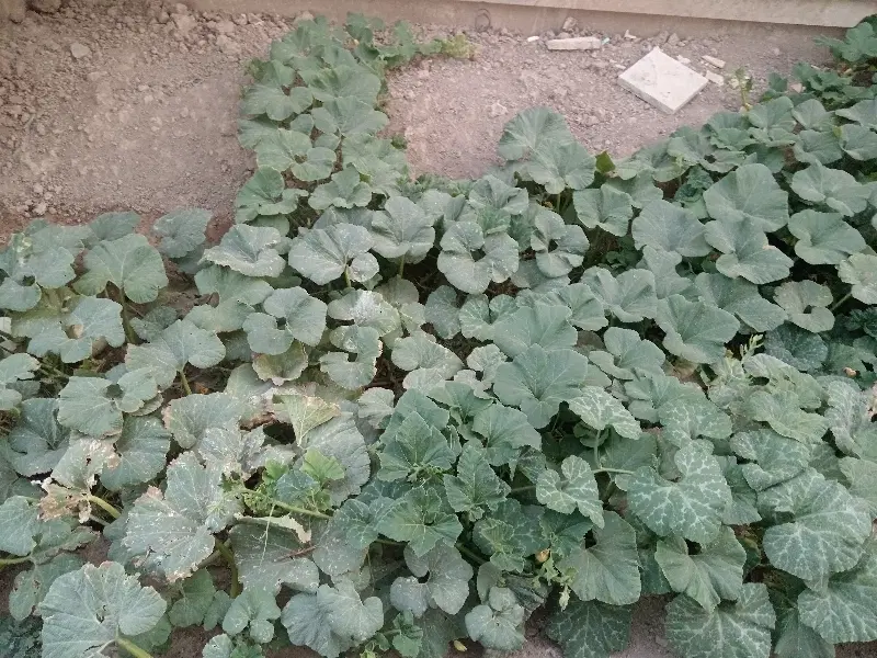فروش زمین تجاری و کارگاهی آینده دار