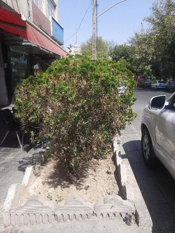 خانه کلنگی شاطره کوی بهشتی