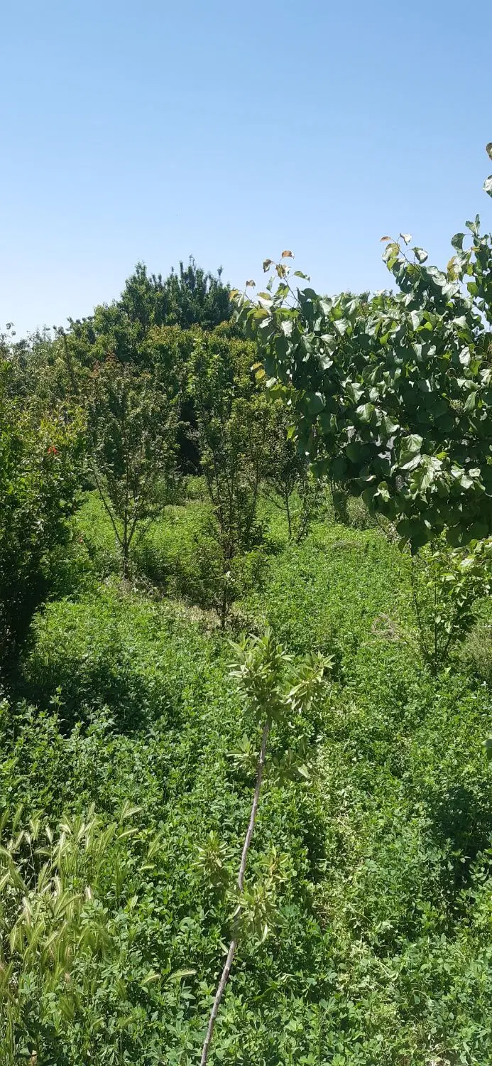 باغ چهاردیواری برکان صدریه ۵۰۰متری