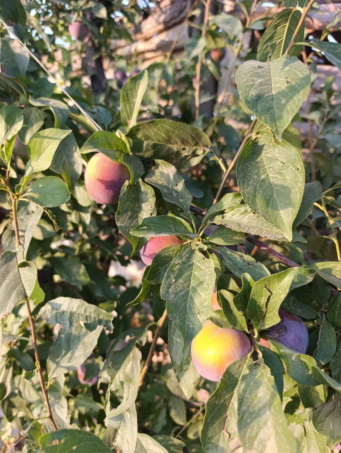 ۲ هکتار باغ انگور داربستی در شهر نرجه تاکستان