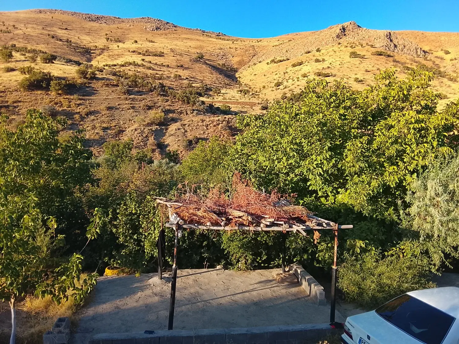 باغ مثمر آلبالو
