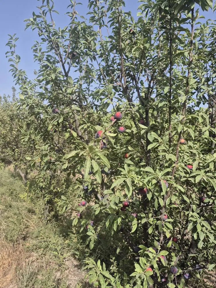 باغ ۱۶۰۰متری (رامجین)با برق و گاز و آب(قابل تهاتر)