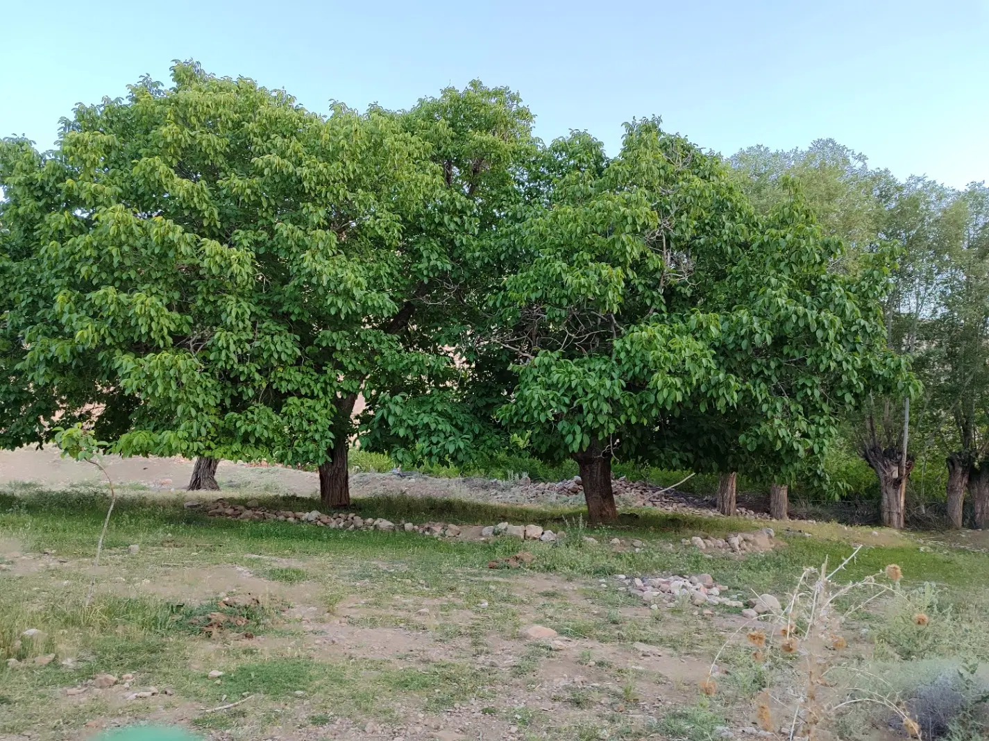 فروش زمین باغی در زنجان