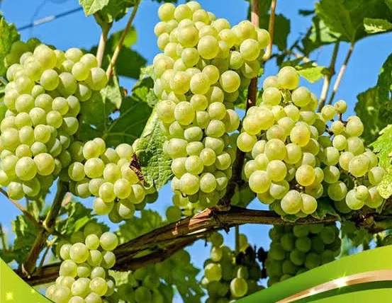 فروش انگور برای اجاره