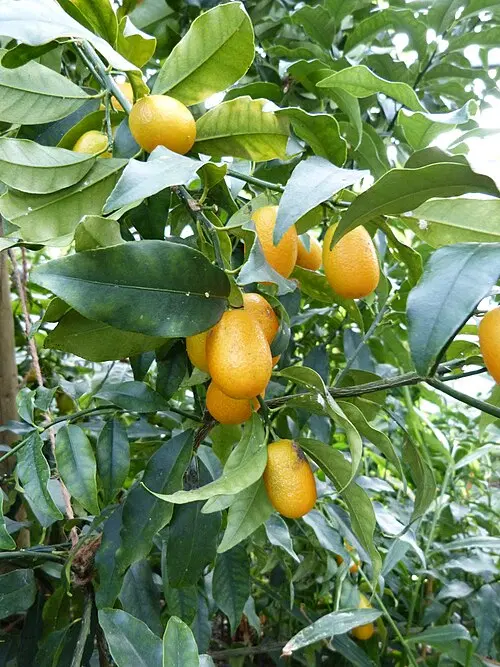 اجاره باغ مرکبات لیمو پرتقال نارنگی