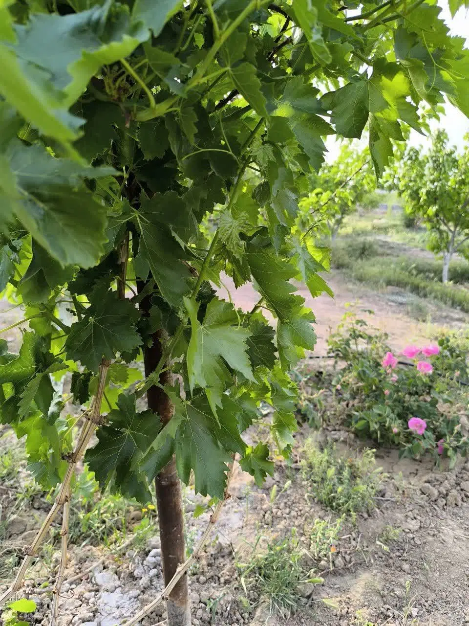 باغ کهک مناسب تفریح و سرمایه گذاری