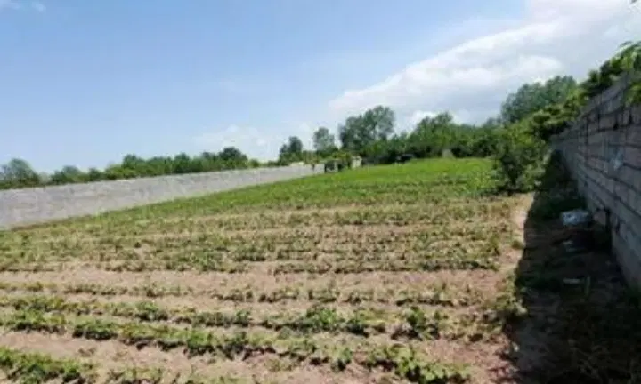 زمین کشاورزی