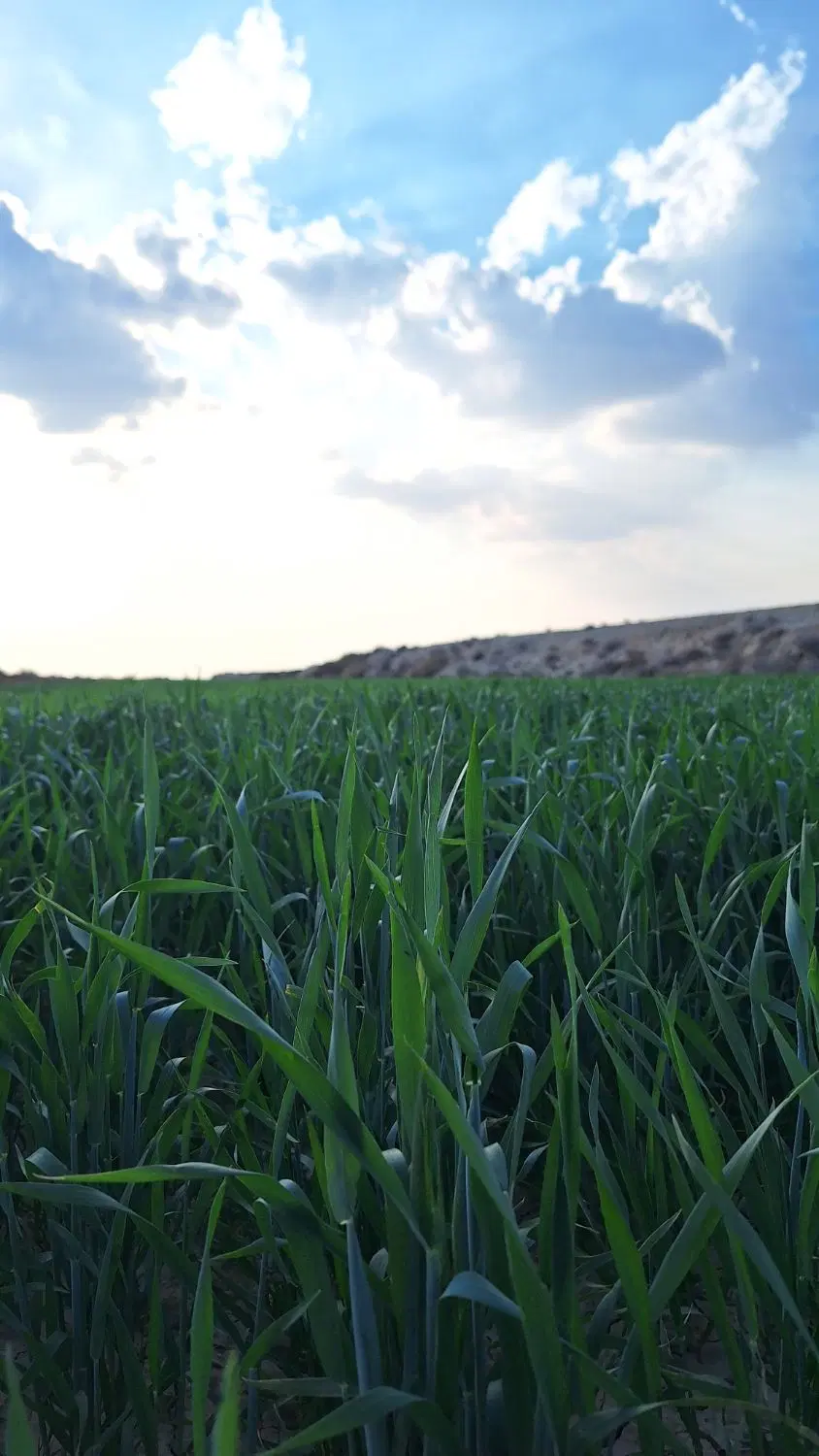 زمین دیم جهت کشت پایزه هرکس داشت اطلاع دهد