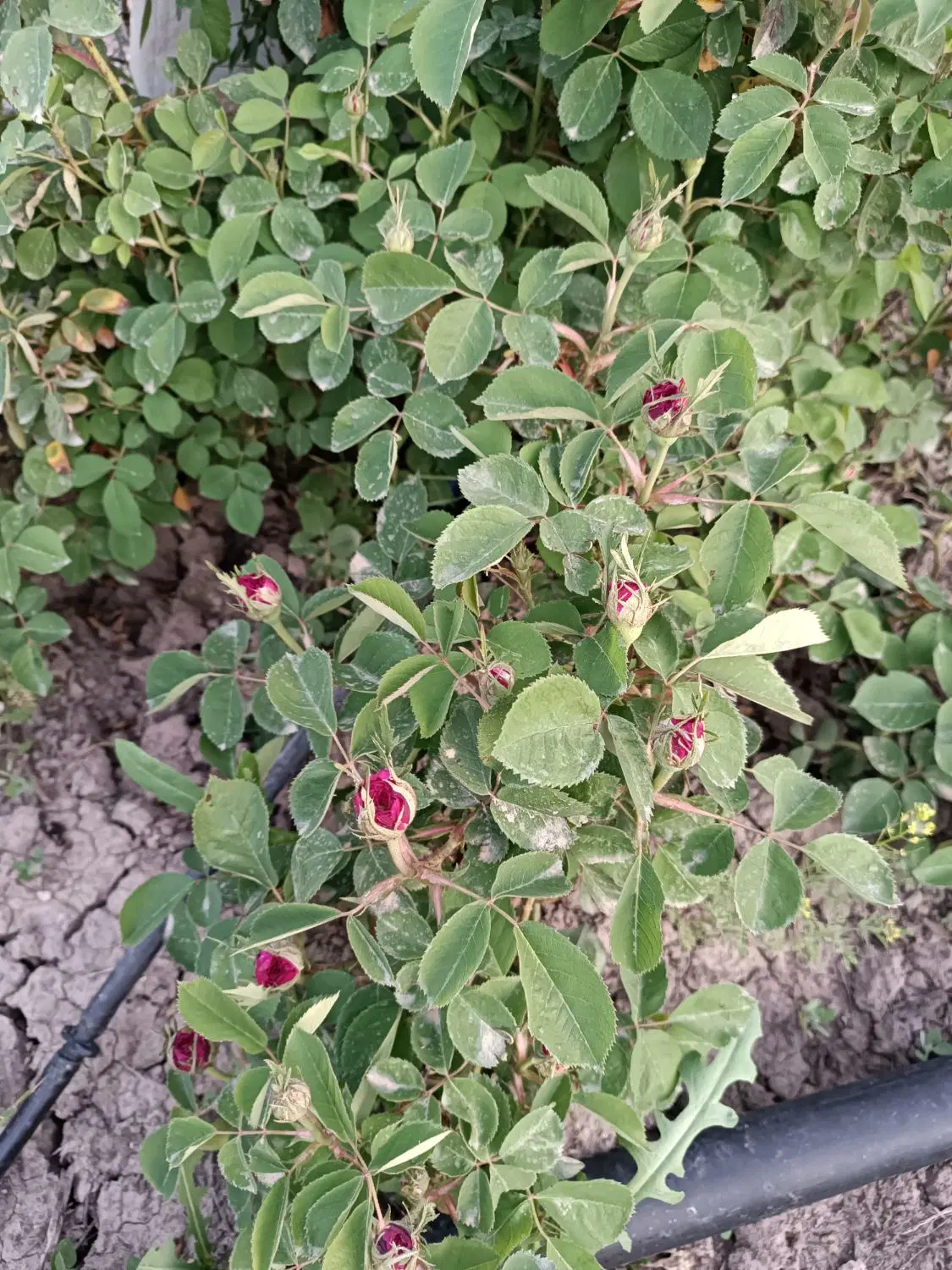 زمین باغی در مجموعه باغی بامجوز آب و برق