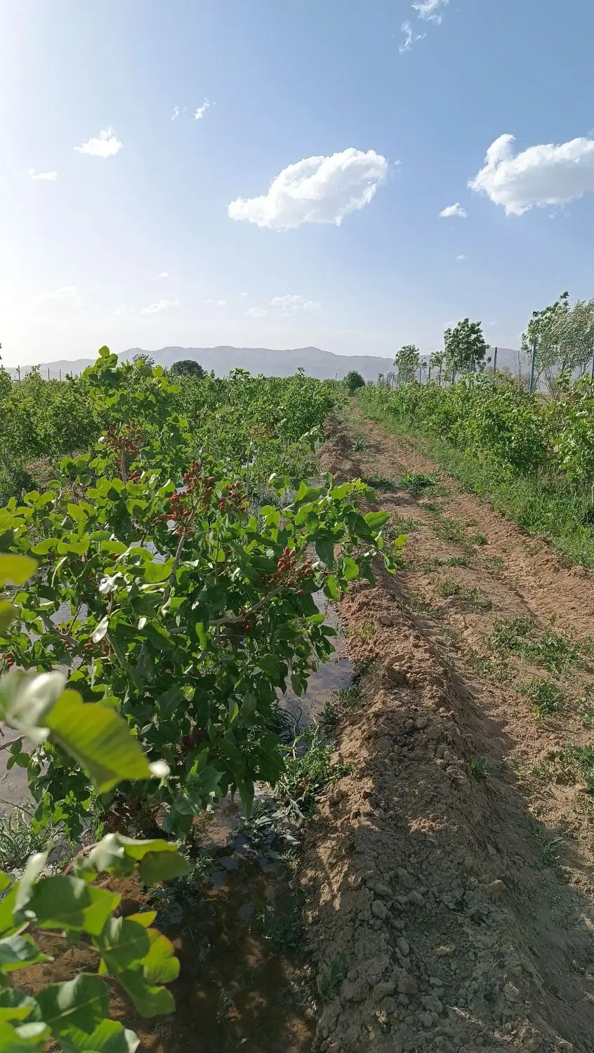 باغ درختان میوه