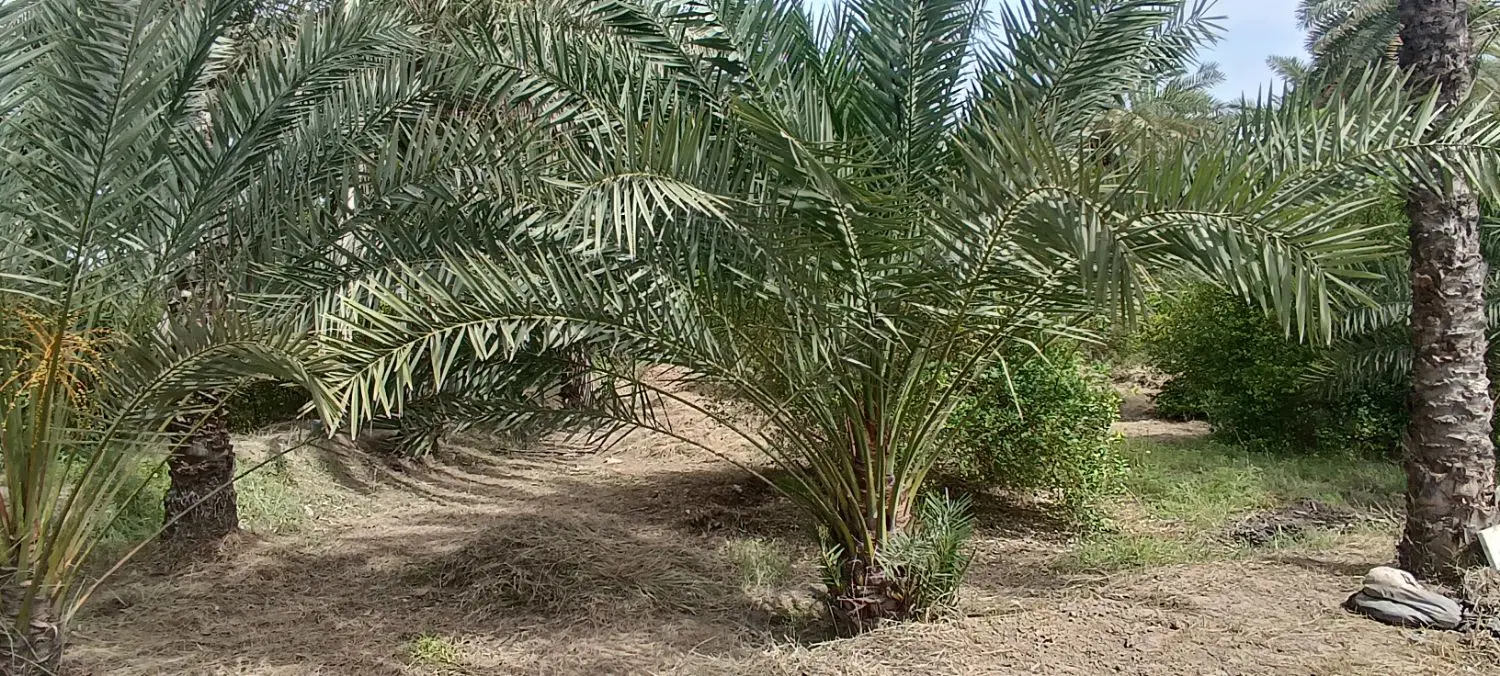 فروش