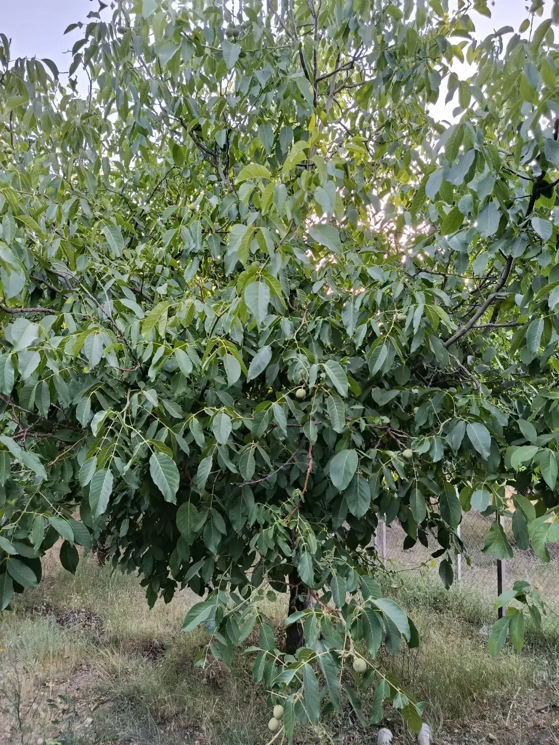 باغ میوه وگردو