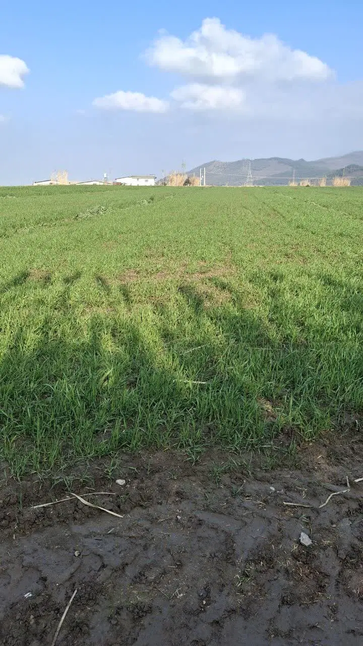 زمین کشاورزی