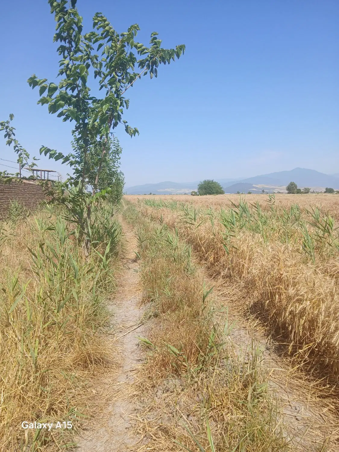 زمین کشاورزی
