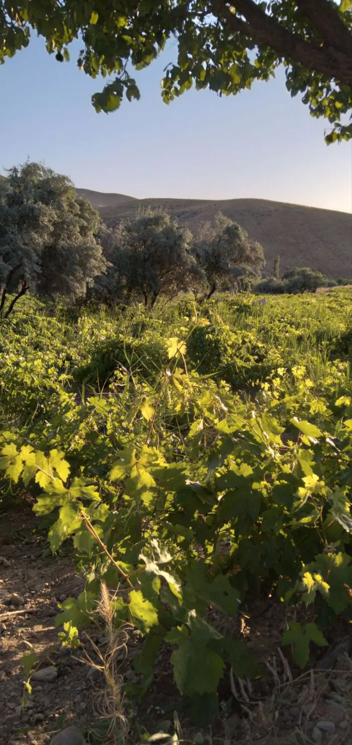 باغ روستای چورزق